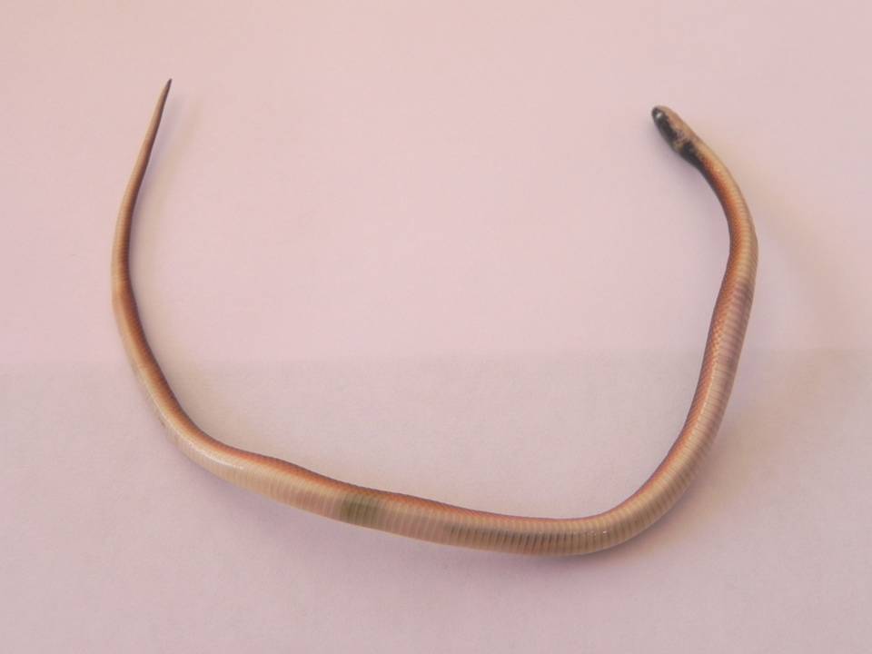FIGURE 2 FIGURE 2